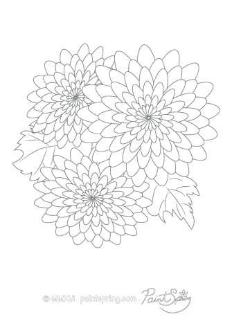 100+ Gorgeous Chrysanthemum Coloring Pages Printable 55