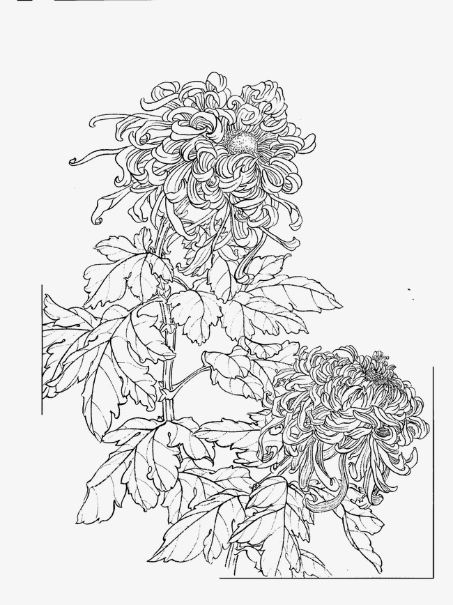 100+ Gorgeous Chrysanthemum Coloring Pages Printable 59