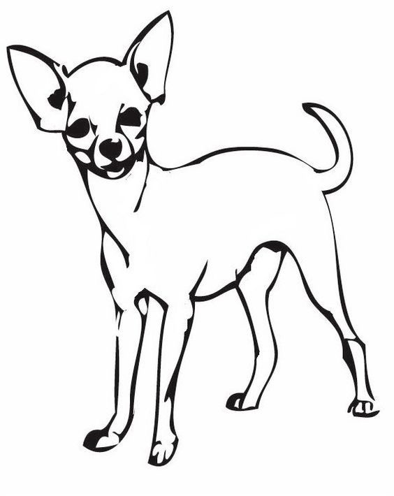 Tiny Chihuahua Coloring Pages Printable 32