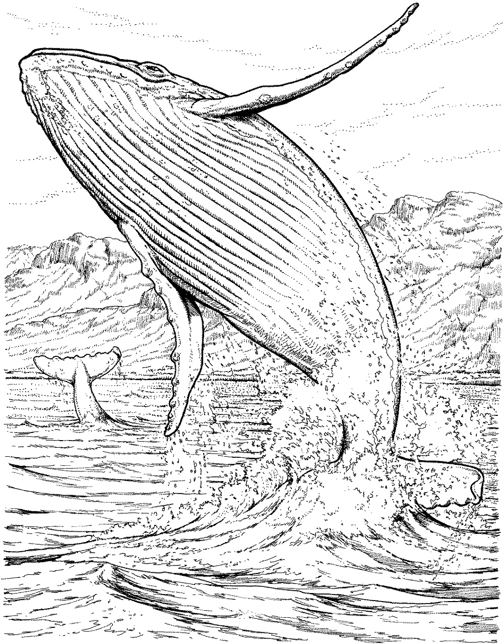 32 Gigantic Blue Whale Coloring Pages Printable 1