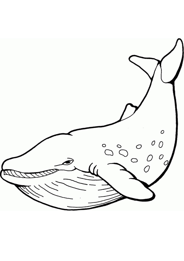 32 Gigantic Blue Whale Coloring Pages Printable 5