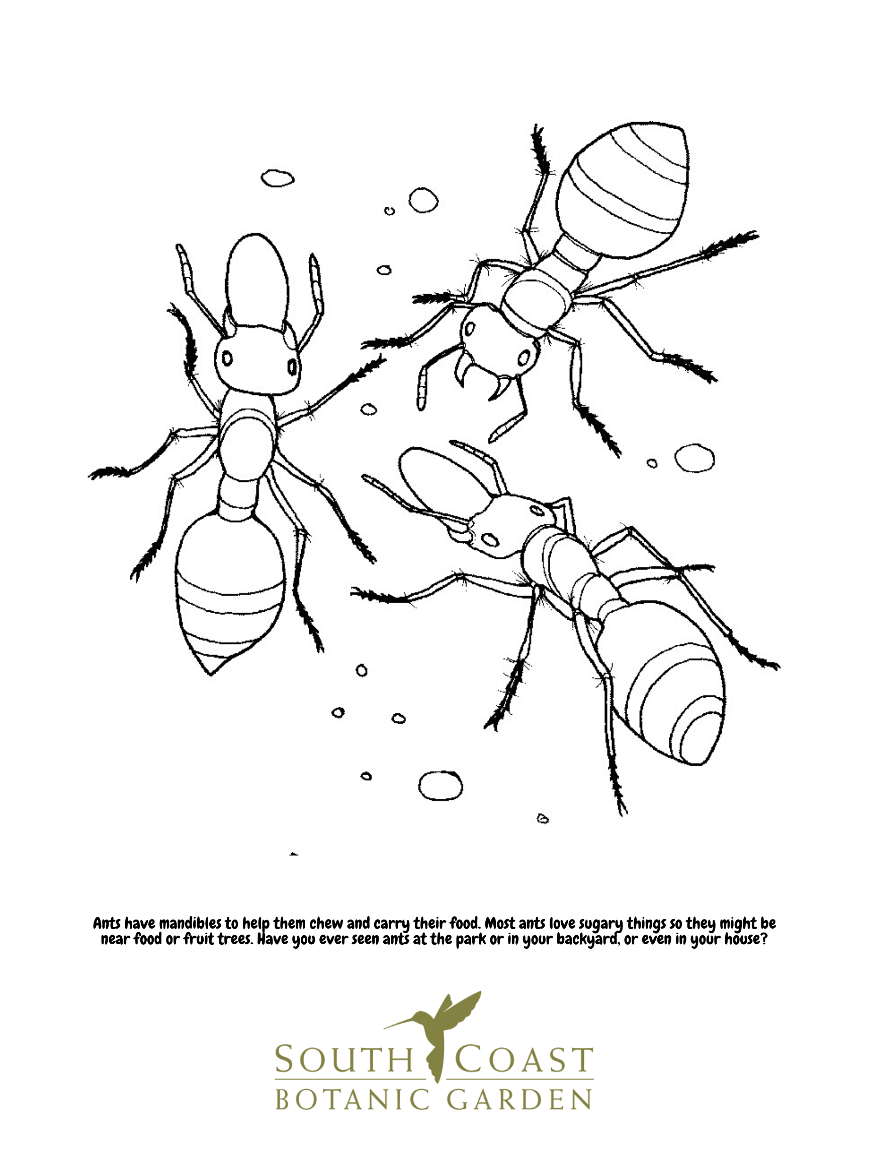 36+ Unique Cute Ant Coloring Pages Books