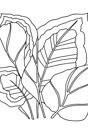 gorgeous chrysanthemum coloring pages printable jpg