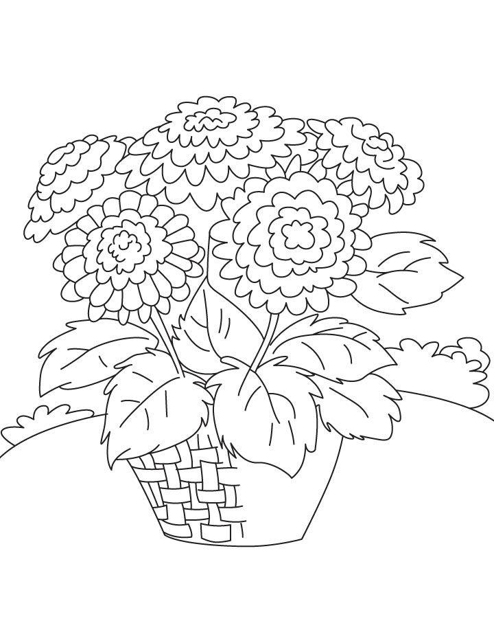 gorgeous chrysanthemum coloring pages printable jpg