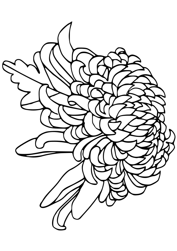 gorgeous chrysanthemum coloring pages printable jpg