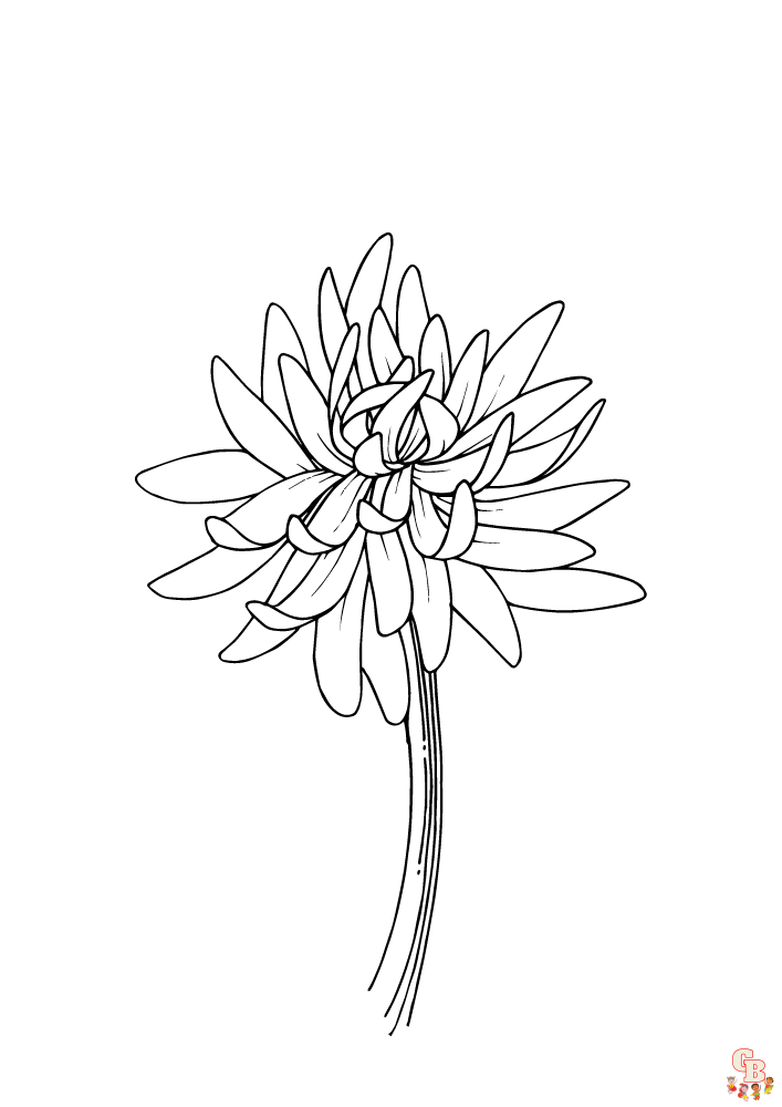 gorgeous chrysanthemum coloring pages printable jpg