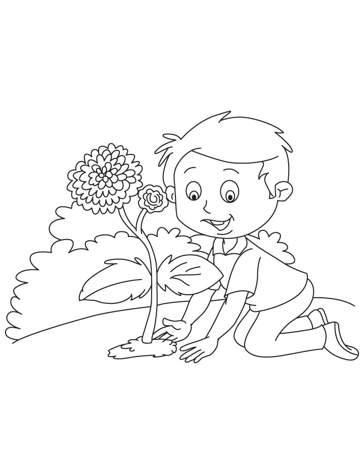 gorgeous chrysanthemum coloring pages printable jpg