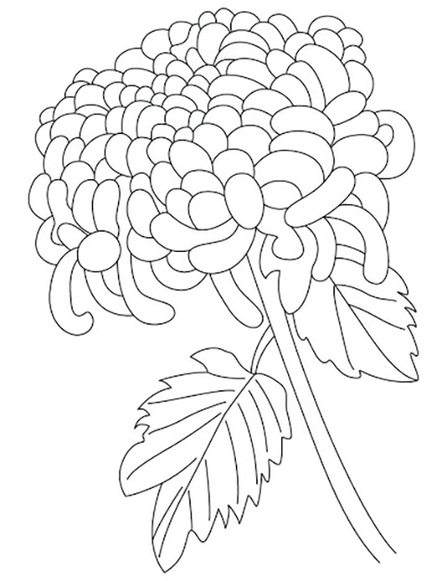 100+ Gorgeous Chrysanthemum Coloring Pages Printable 65