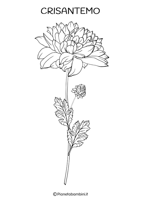 100+ Gorgeous Chrysanthemum Coloring Pages Printable 8