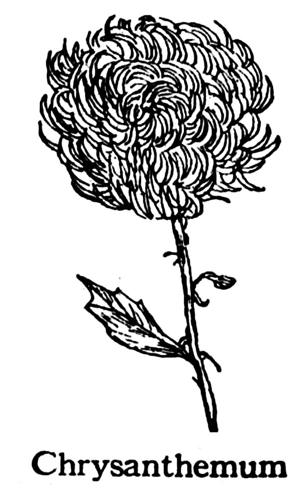 gorgeous chrysanthemum coloring pages printable jpg