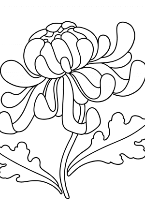 gorgeous chrysanthemum coloring pages printable jpg