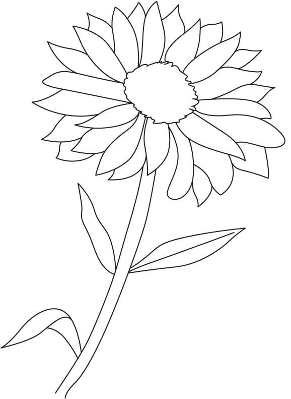 gorgeous chrysanthemum coloring pages printable jpg