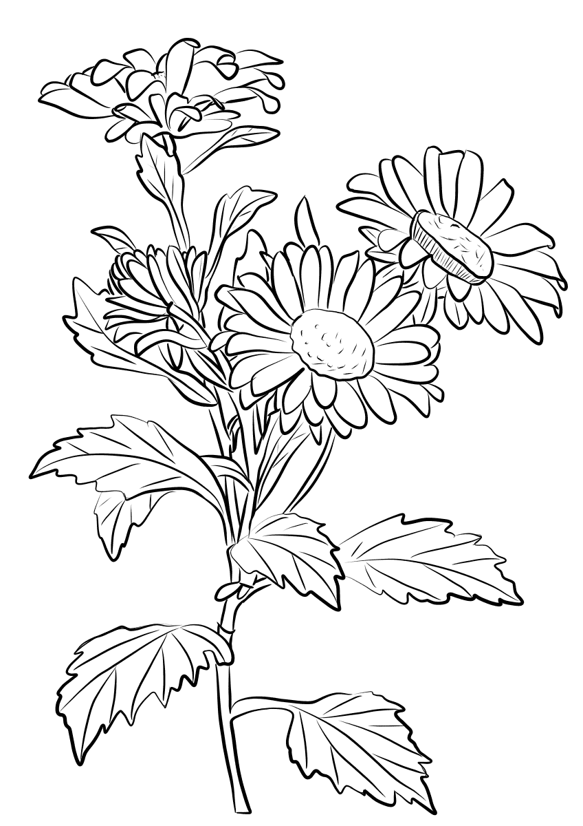 gorgeous chrysanthemum coloring pages printable jpg