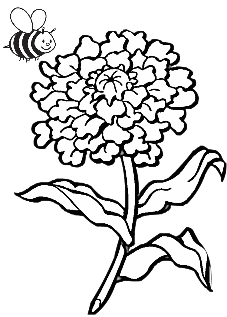 gorgeous chrysanthemum coloring pages printable jpg