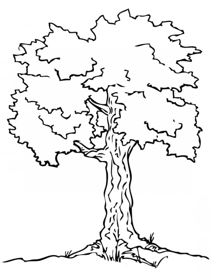 beautiful tree coloring pages printable jpg