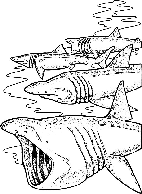 fearsome shark coloring pages printable jpg