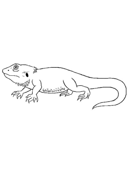 unique bearded dragon coloring pages printable jpg