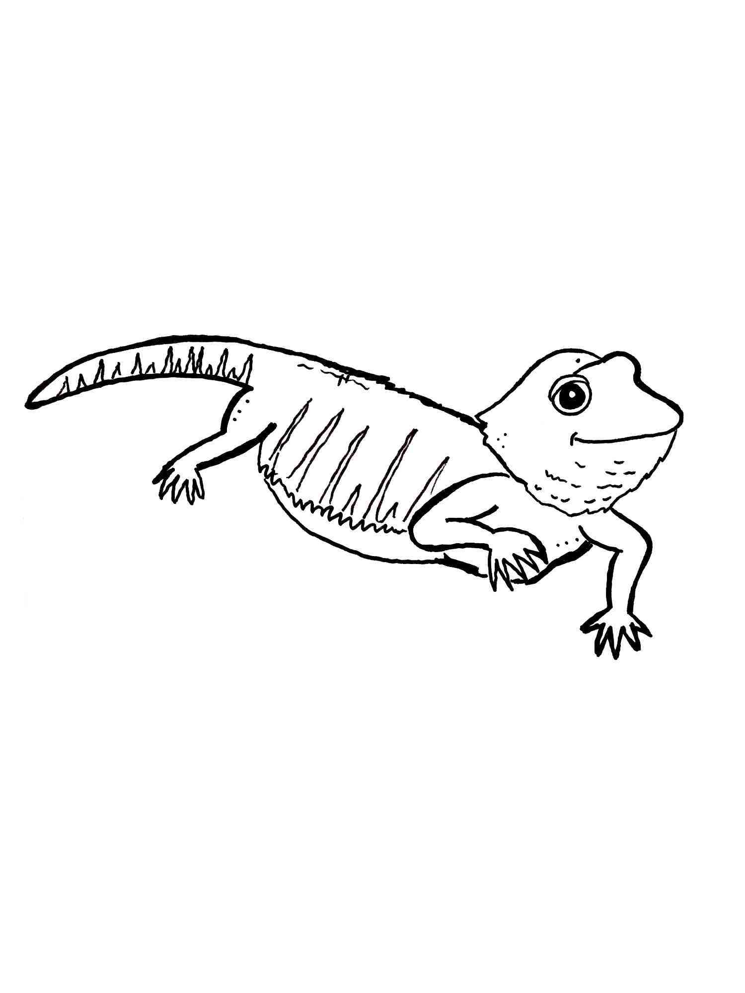 unique bearded dragon coloring pages printable jpg