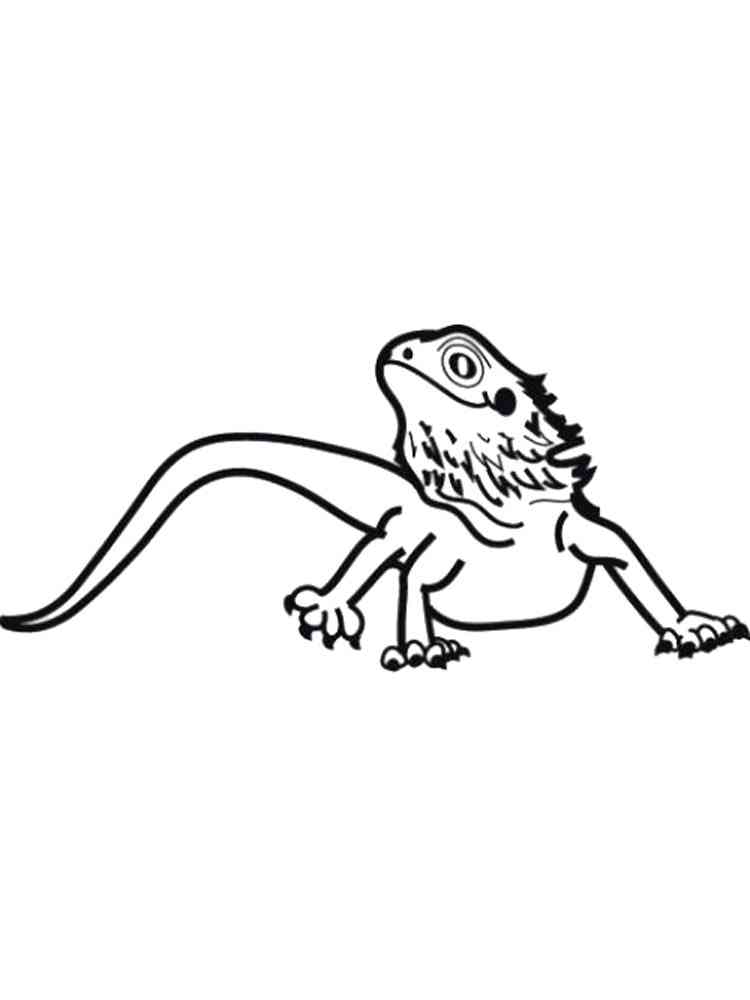 unique bearded dragon coloring pages printable jpg