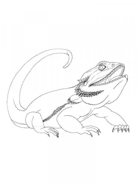 unique bearded dragon coloring pages printable jpg