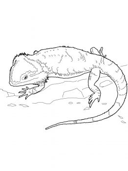 unique bearded dragon coloring pages printable jpg