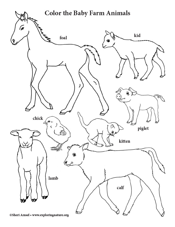 farm animal coloring pages printable jpg