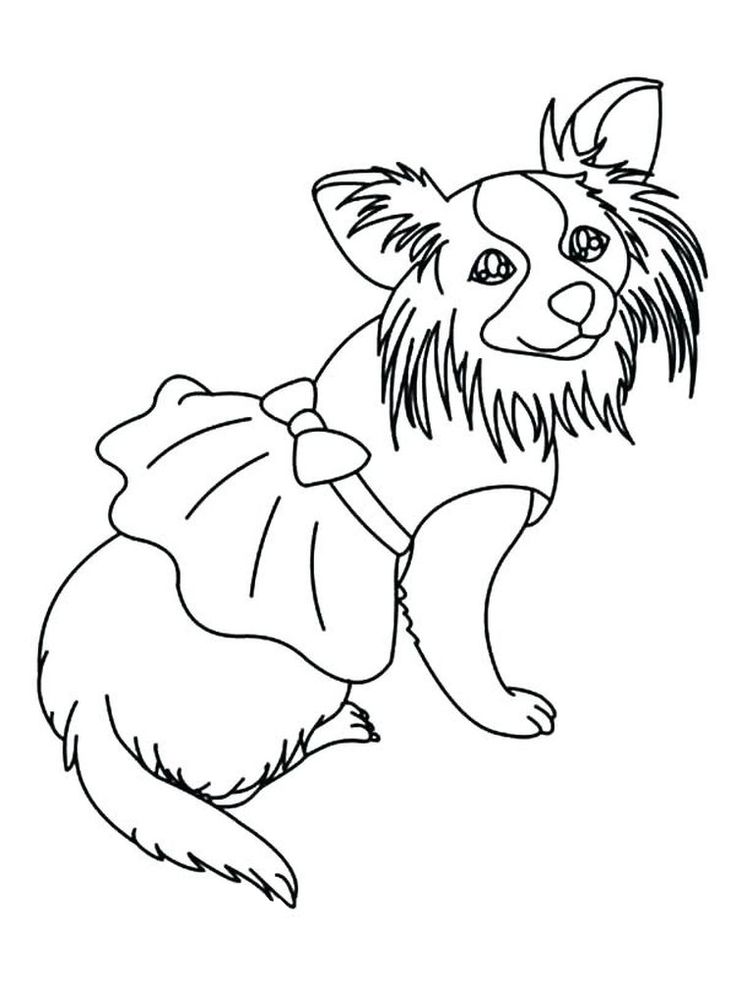 tiny chihuahua coloring pages printable jpg