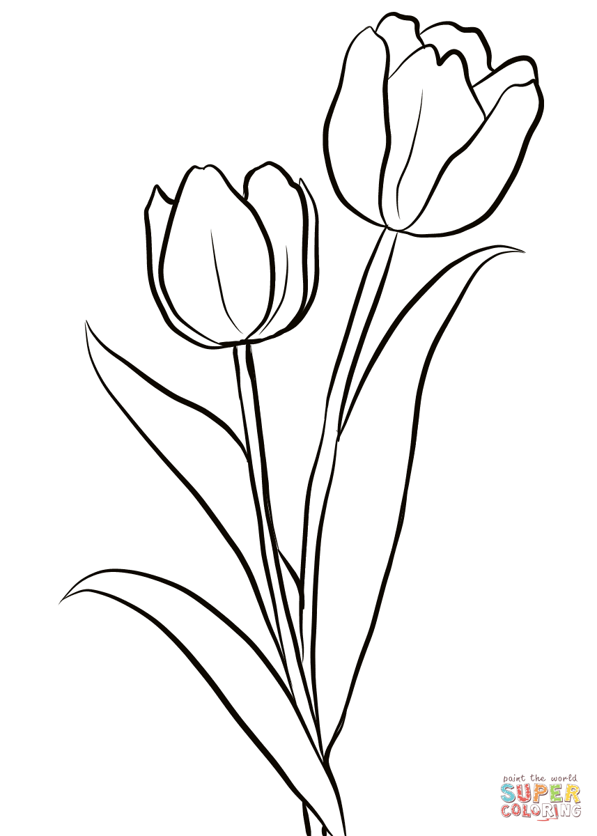 Vibrant Tulip Coloring Pages Printable 4