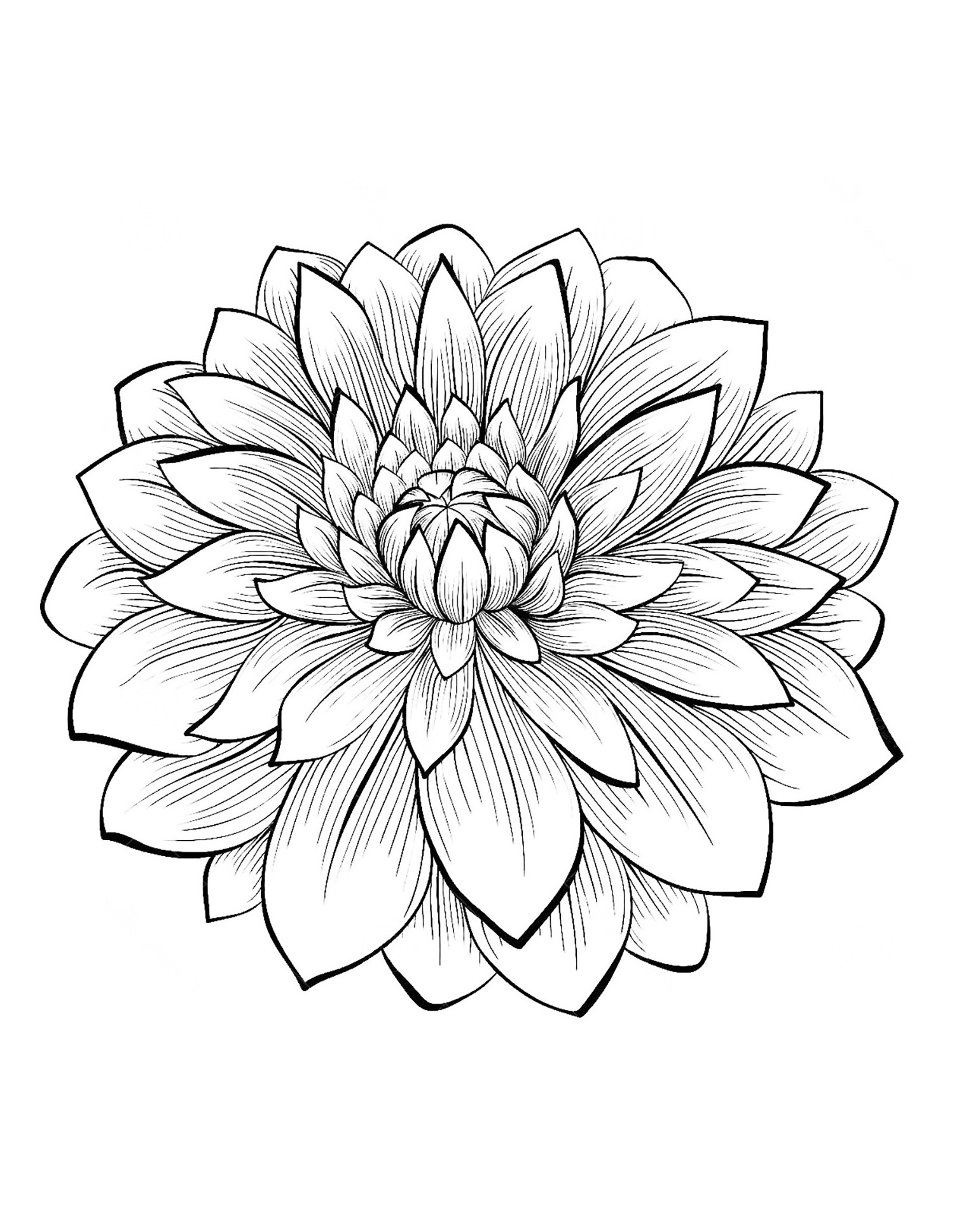 beautiful dahlia coloring pages printable jpg