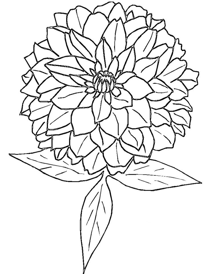 beautiful dahlia coloring pages printable jpg