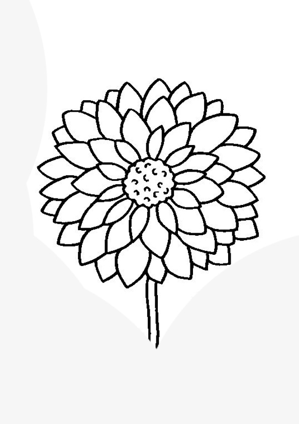 beautiful dahlia coloring pages printable jpg