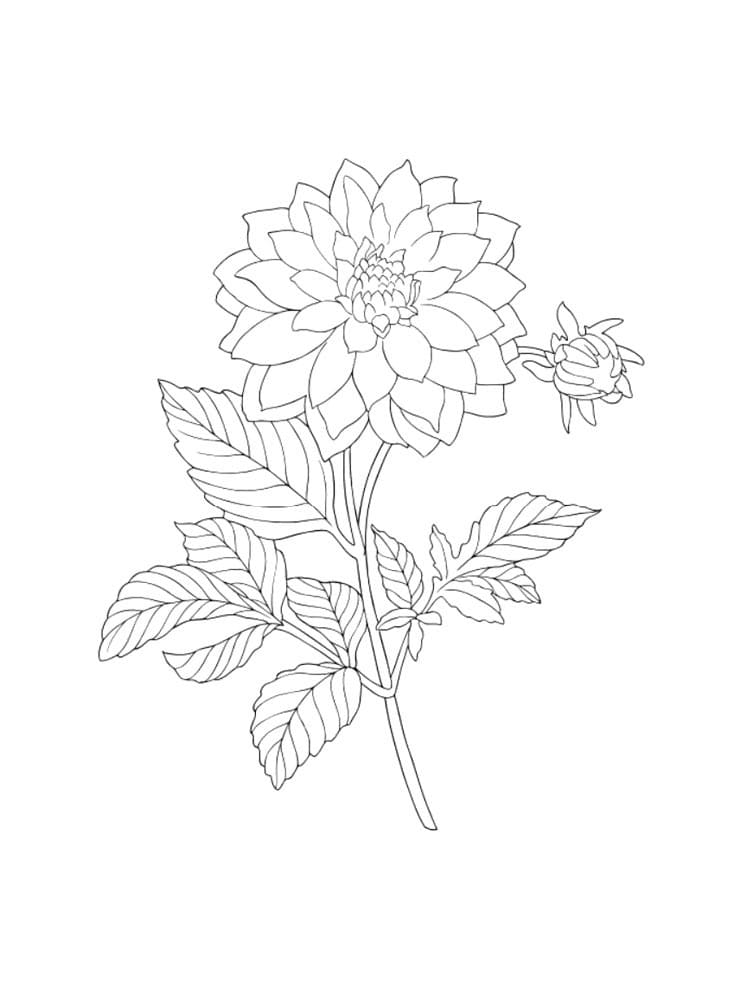 beautiful dahlia coloring pages printable jpg