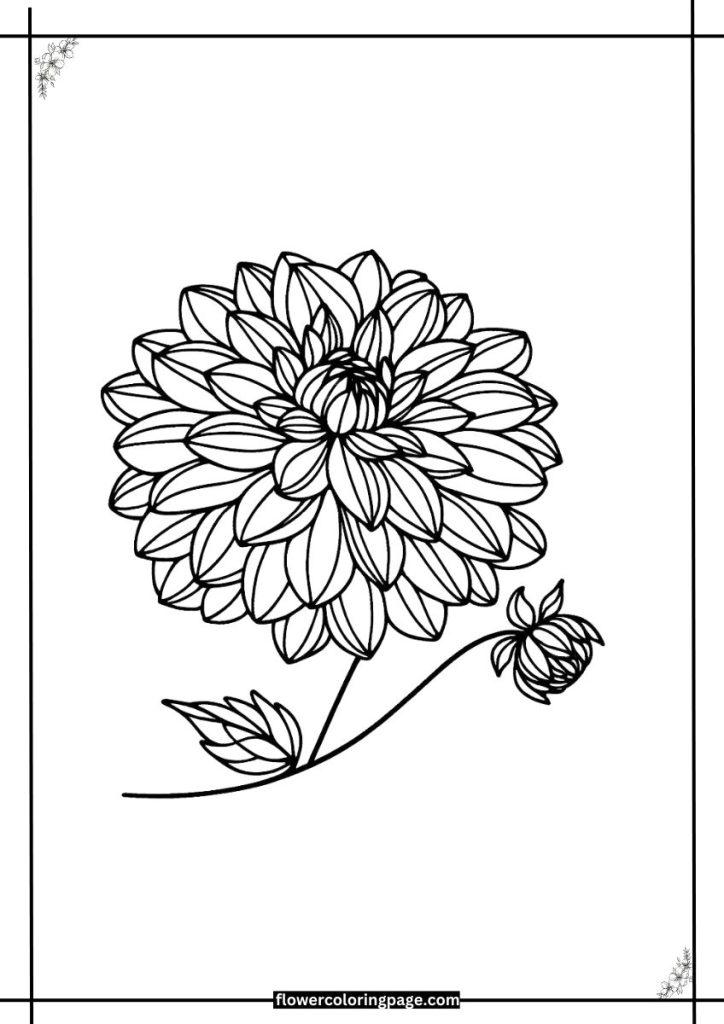 beautiful dahlia coloring pages printable jpg