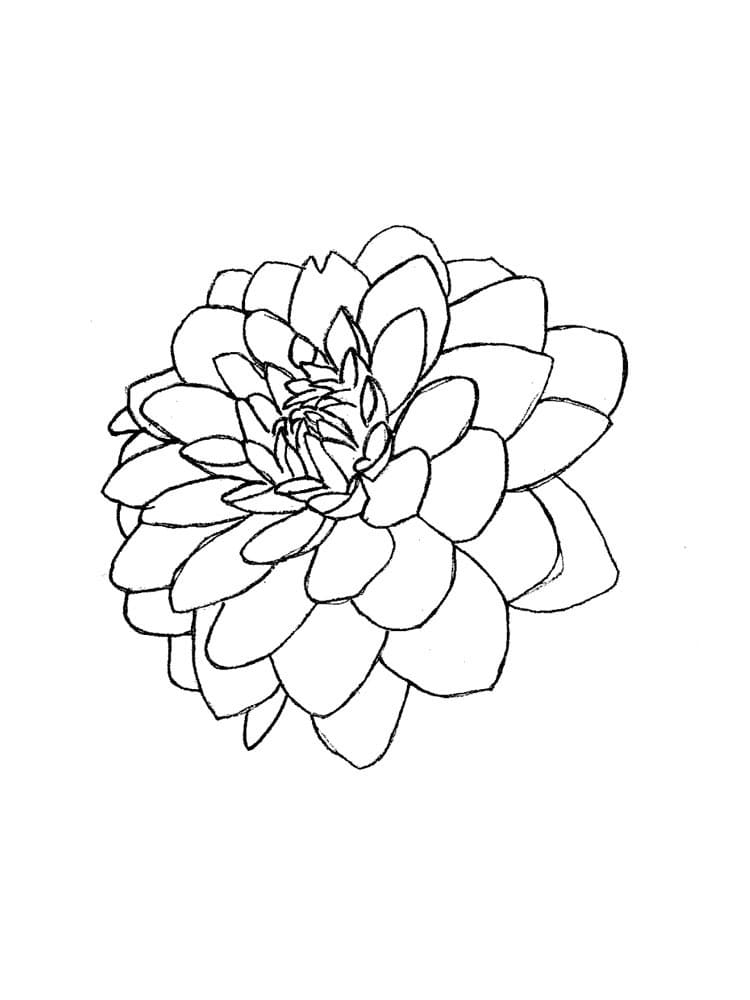 beautiful dahlia coloring pages printable jpg