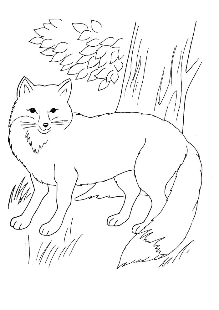 red fox coloring pages printable jpg