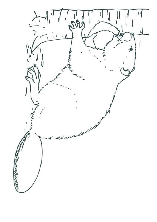 busy beaver coloring pages printable jpg