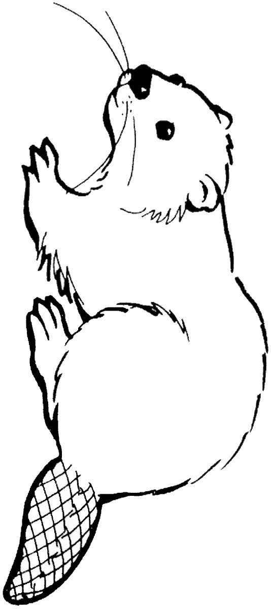 32 Busy Beaver Coloring Pages Printable 3