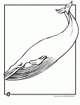 gigantic blue whale coloring pages printable jpg