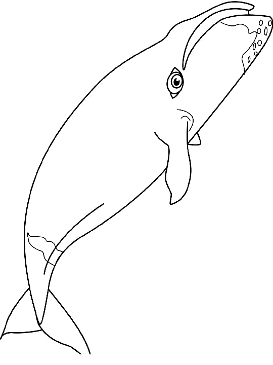 gigantic blue whale coloring pages printable jpg