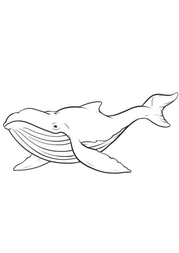 gigantic blue whale coloring pages printable jpg