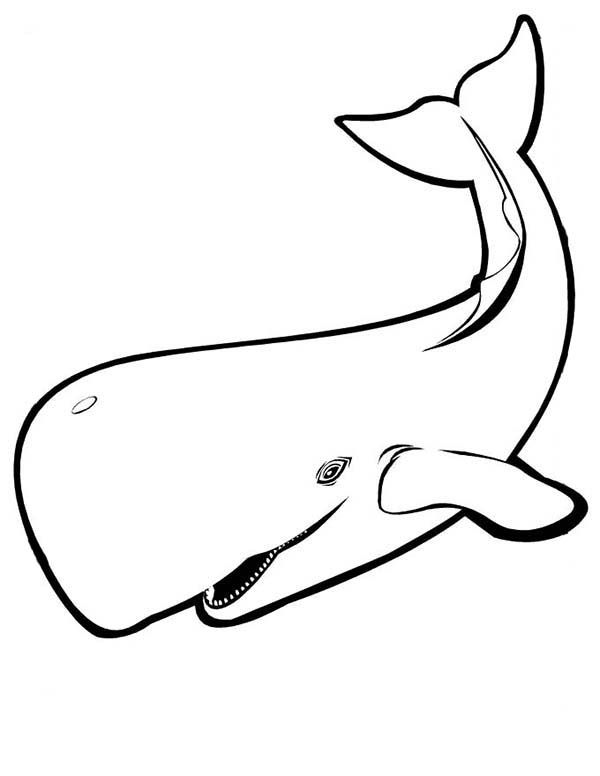 gigantic blue whale coloring pages printable jpg