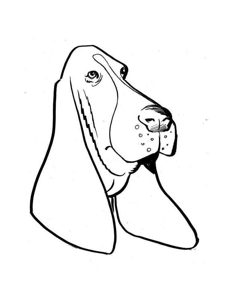 33 Basset Hound Coloring Pages Printable 30