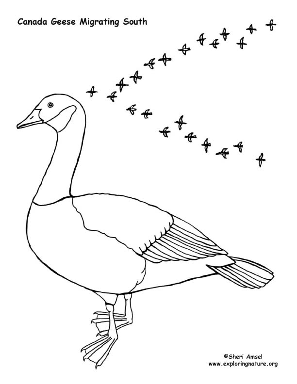 cute goose coloring pages printable jpg