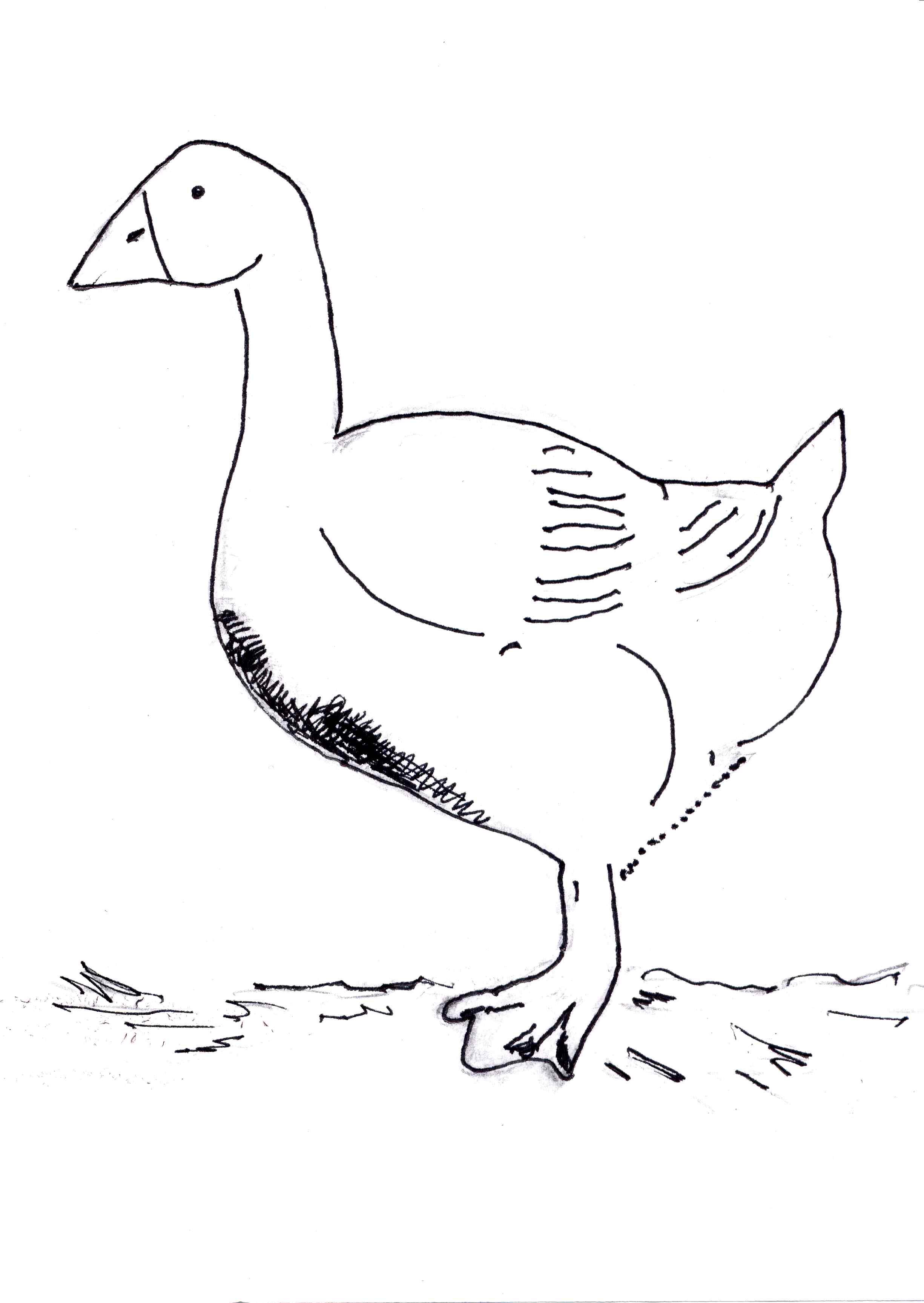 cute goose coloring pages printable jpg