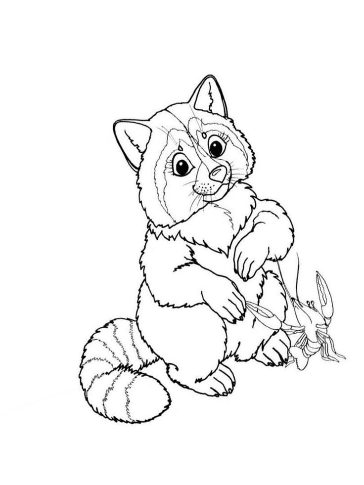 raccoons coloring pages printable jpg