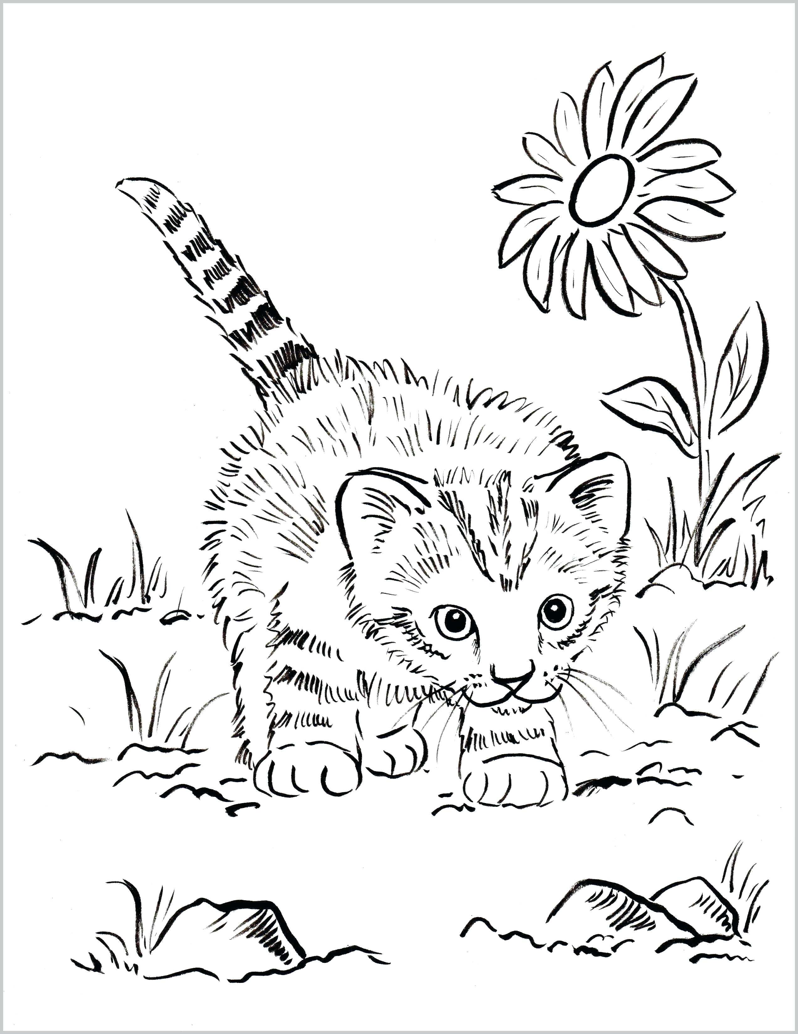 cute cartoon cat coloring pages printable jpg