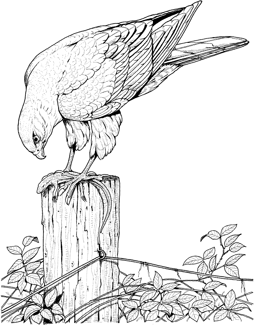 realistic animals coloring book printable jpg