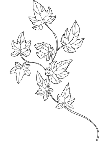 leafy ivy coloring page printable jpg