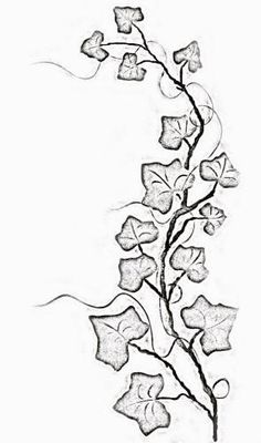 leafy ivy coloring page printable jpg