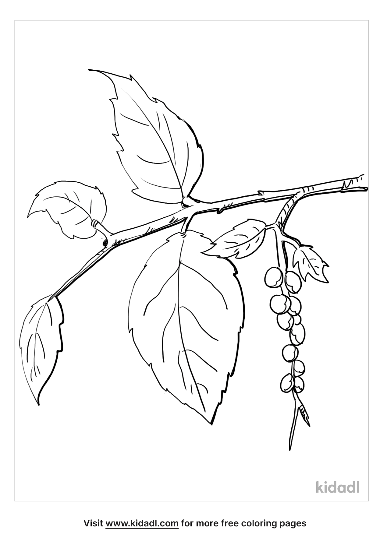 leafy ivy coloring page printable jpg